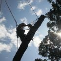 silhouette of Elm being dismantled